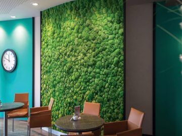 Βρύα για πράσινο τοίχο στο εσωτερικό